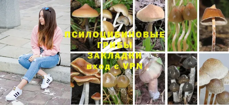 где найти   Дальнегорск  Галлюциногенные грибы Psilocybe 